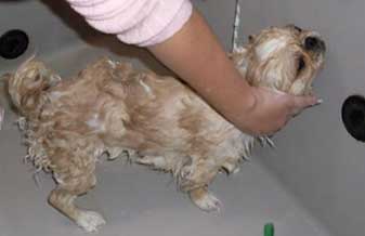 Comercial Moriá Pet Shop - Foto 1