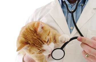 Policlínica Veterinária - Foto 1