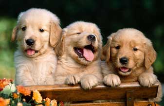 Ceveg Centro Veterinário - Foto 1