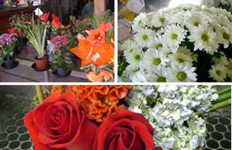 Flores de Abril - Foto 1