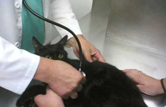 Clinica de Bovinos – Ufrpe - Foto 1