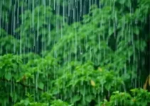 INMET alerta chuvas intensas Caruaru