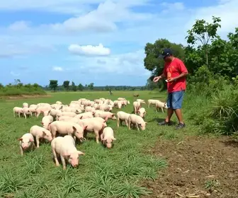 rebanho suíno no Nordeste